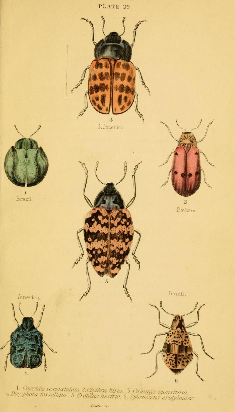 The natural history of beetles (Plate 29) (6008558864)