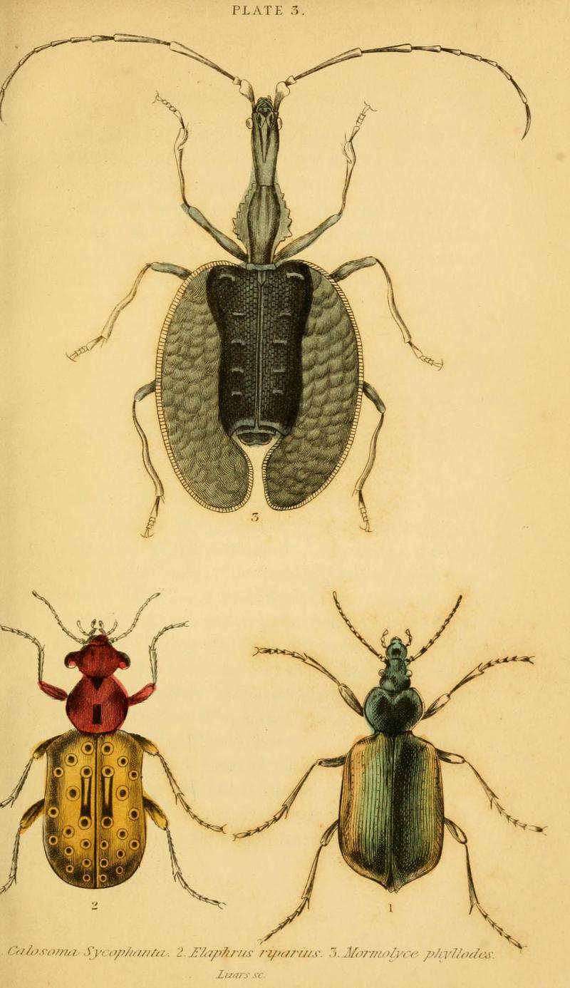 The natural history of beetles (Plate 3) (6008554326)