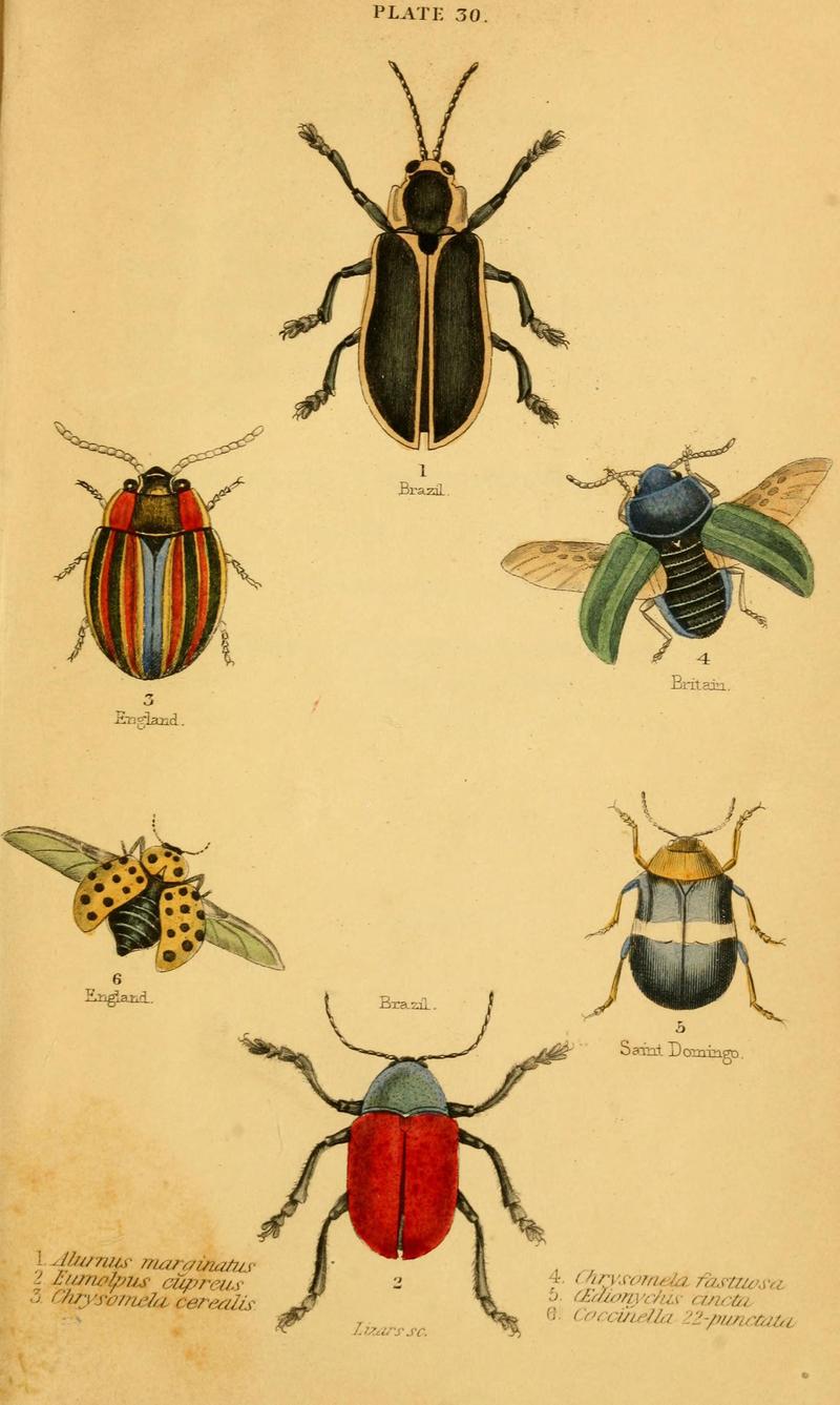 The natural history of beetles (Plate 30) (6008011745)