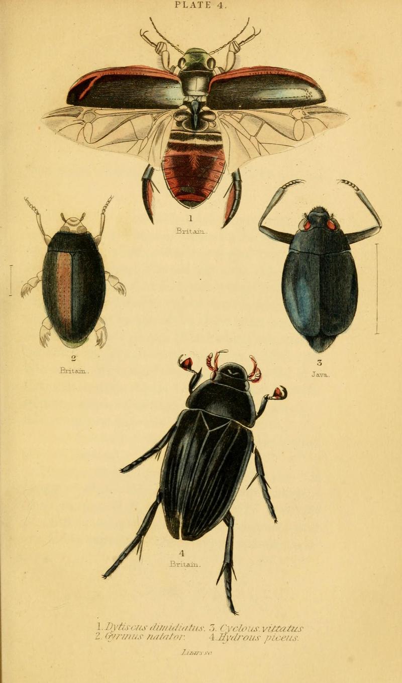 The natural history of beetles (Plate 4) (6008554556)