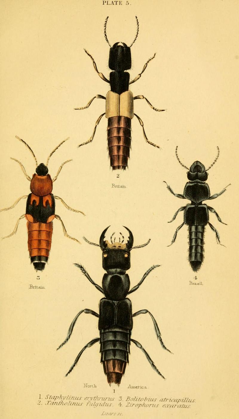 The natural history of beetles (Plate 5) (6008554706)