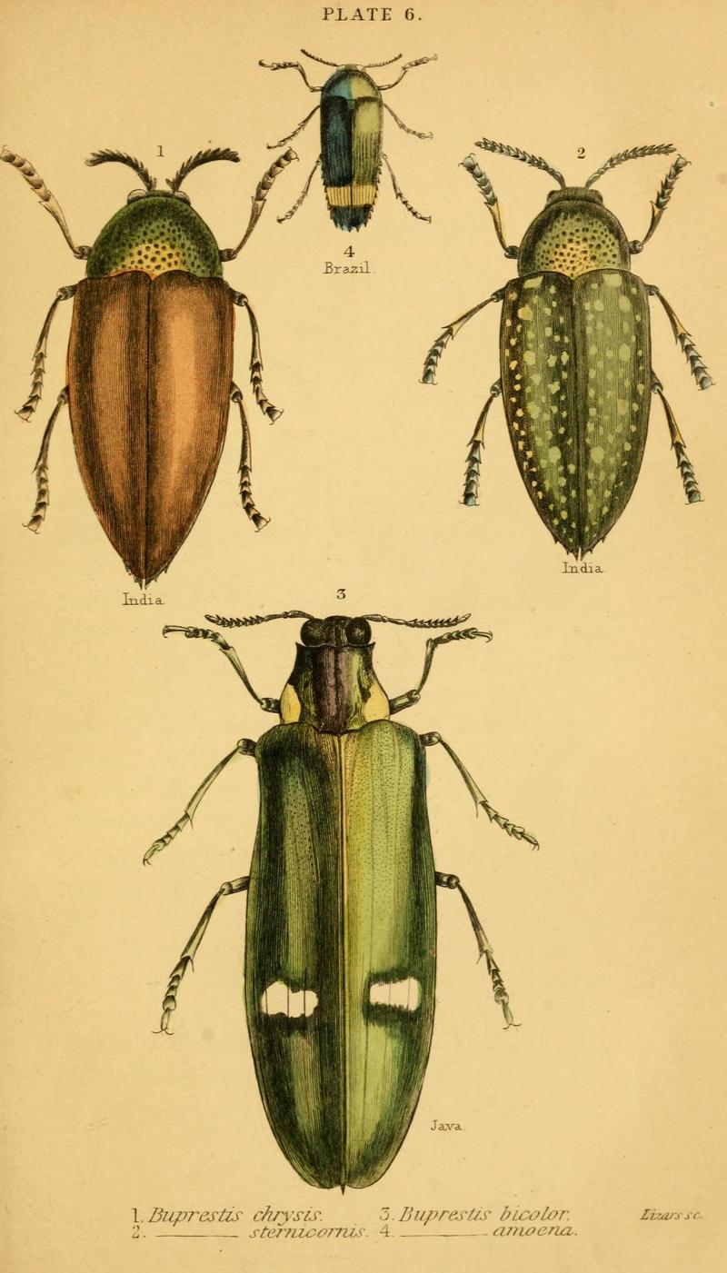 The natural history of beetles (Plate 6) (6008554866)