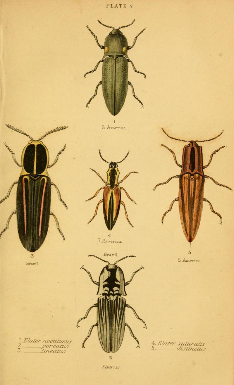 The natural history of beetles (Plate 7) (6008555030)