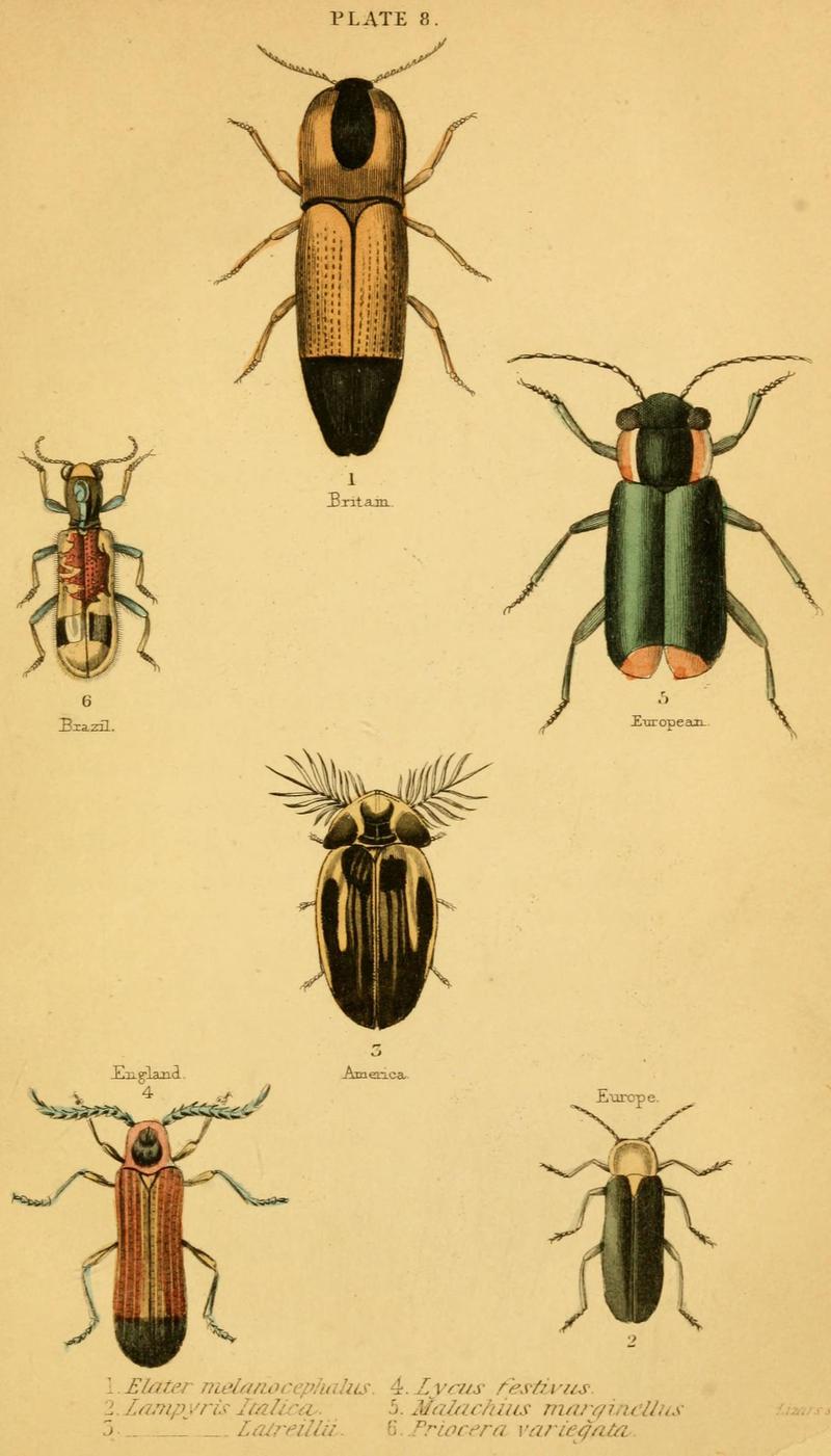 The natural history of beetles (Plate 8) (6008007869)