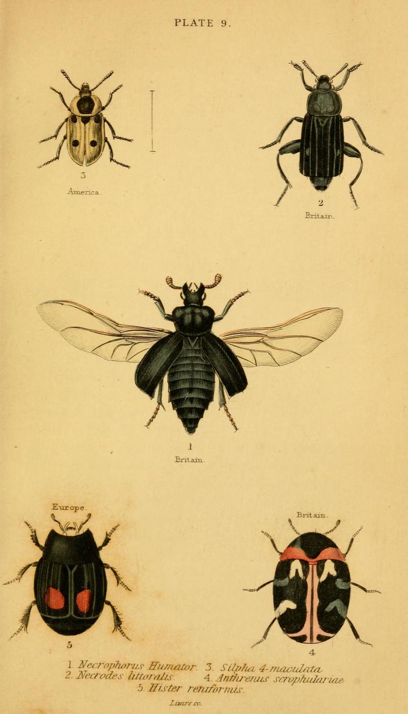 The natural history of beetles (Plate 9) (6008008023)