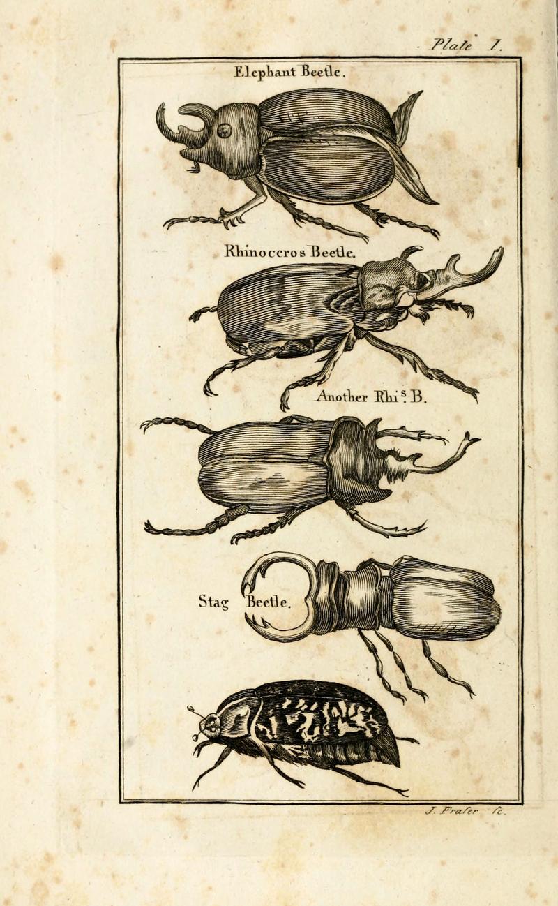 The natural history of insects (Plate 1) (6308903409)