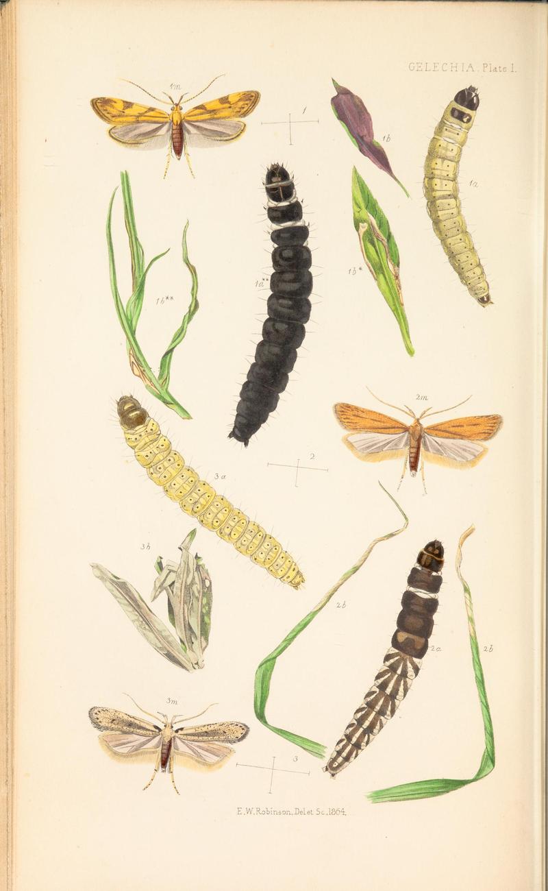 The natural history of the Tineina (Plate I) BHL46315852