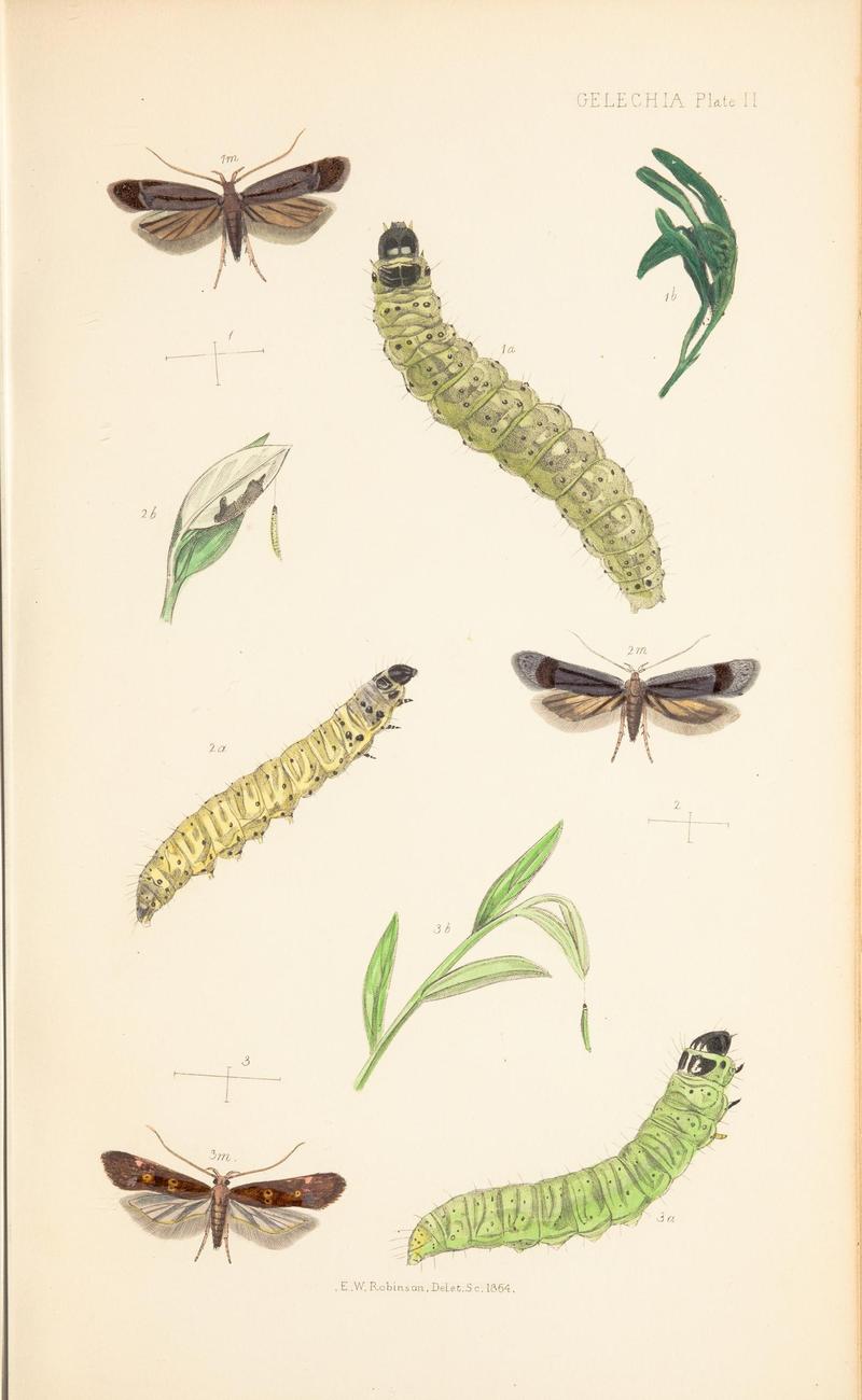 The natural history of the Tineina (Plate II) BHL46315857