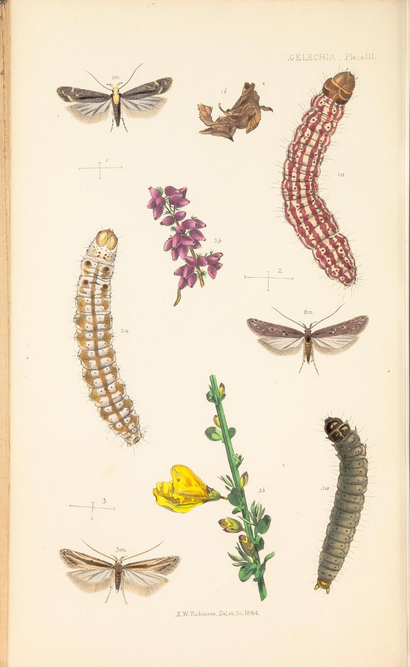 The natural history of the Tineina (Plate III) BHL46315860
