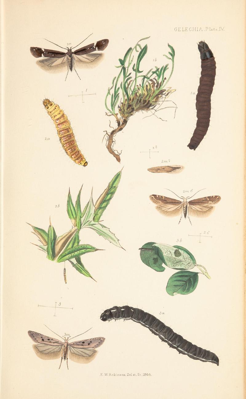 The natural history of the Tineina (Plate IV) BHL46315865