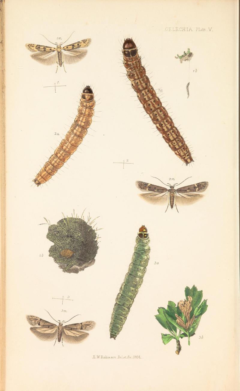 The natural history of the Tineina (Plate V) BHL46315868
