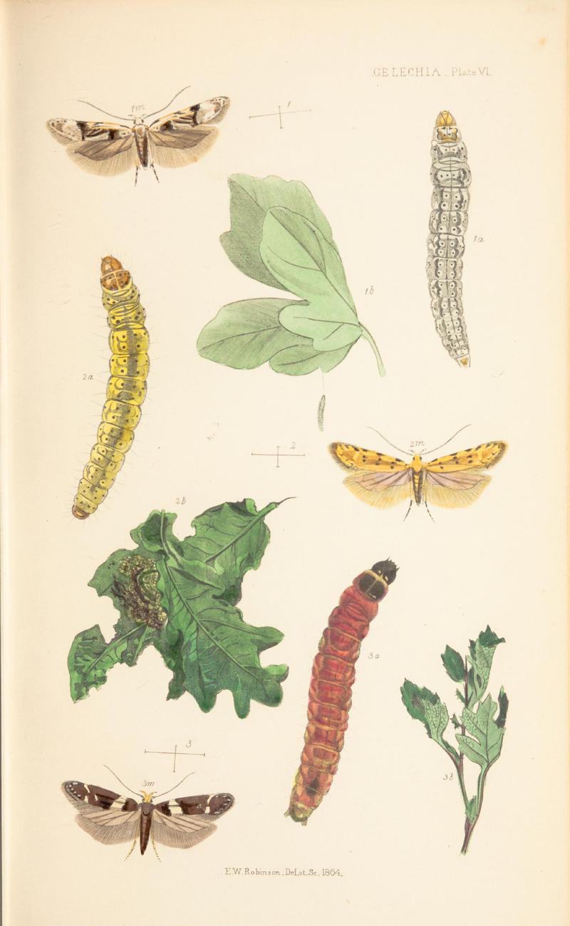 The natural history of the Tineina (Plate VI) BHL46315873