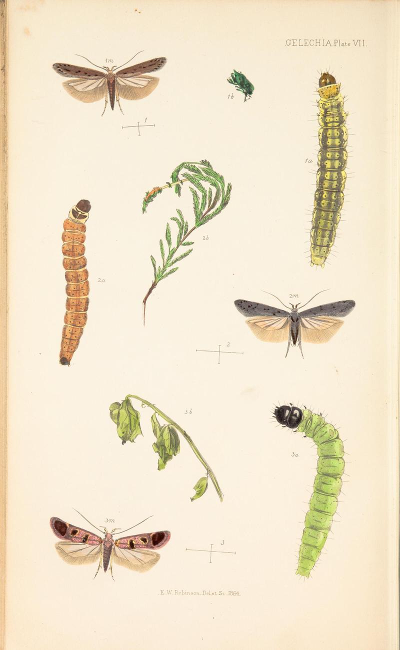 The natural history of the Tineina (Plate VII) BHL46315876