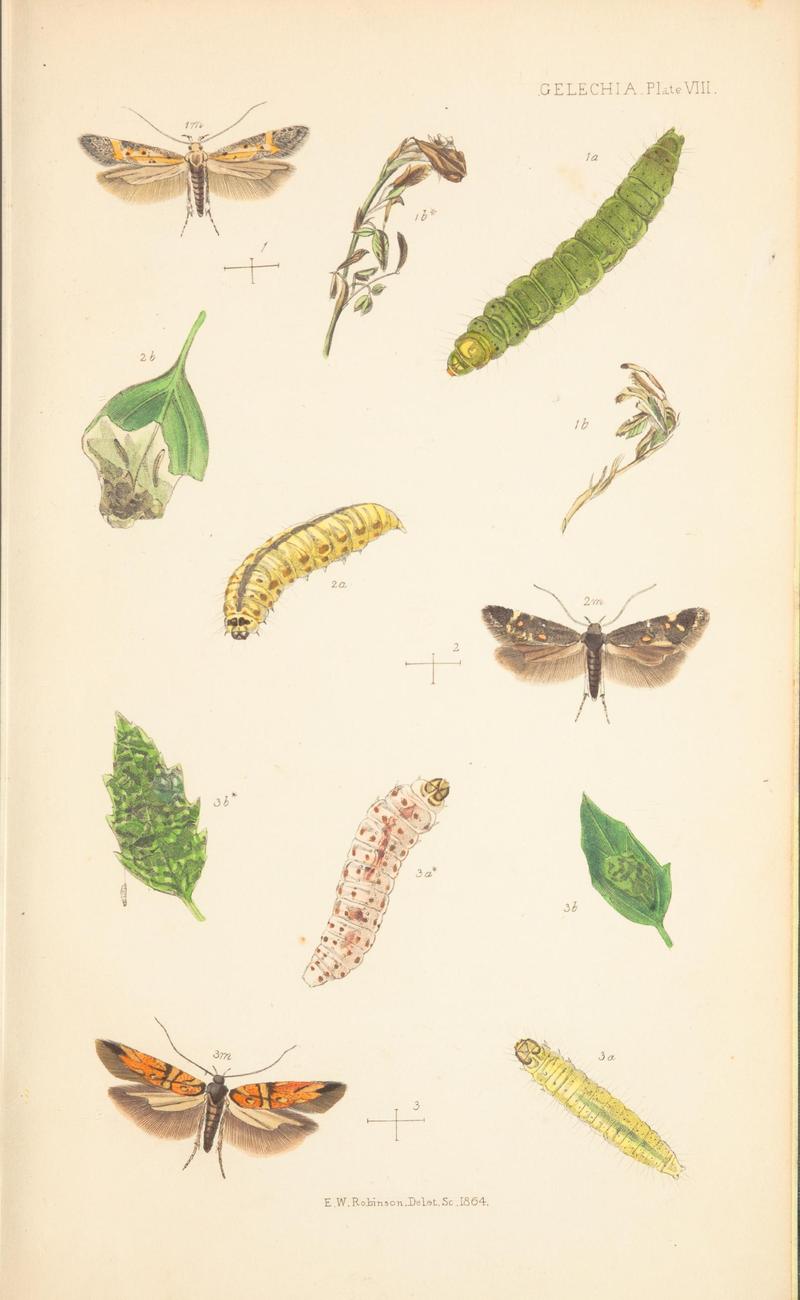 The natural history of the Tineina (Plate VIII) BHL46315879