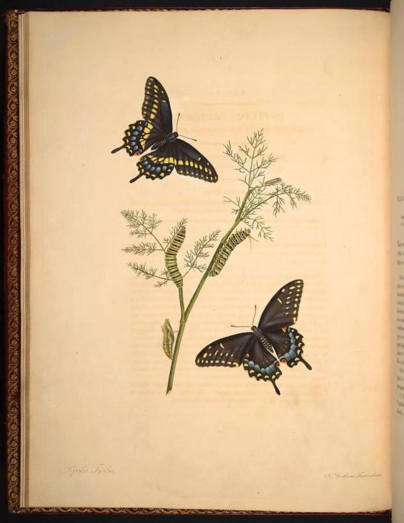 The natural history of the rarer lepidopterous insects of Georgia (Tab. I) BHL268937