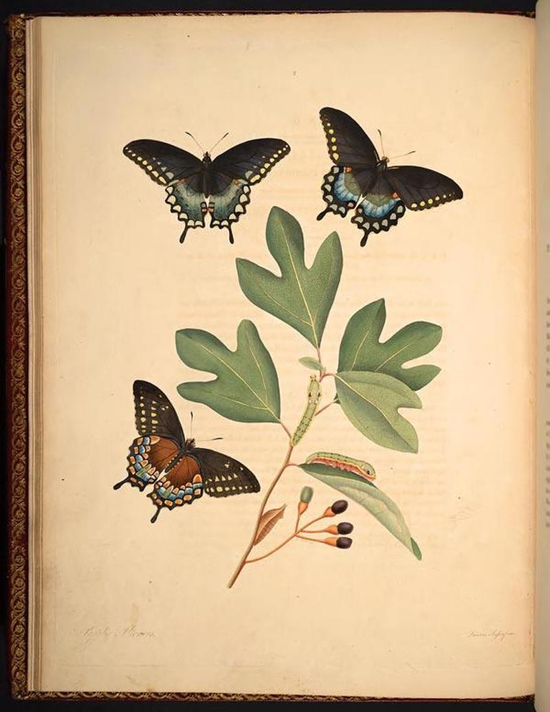 The natural history of the rarer lepidopterous insects of Georgia (Tab. II) BHL268941
