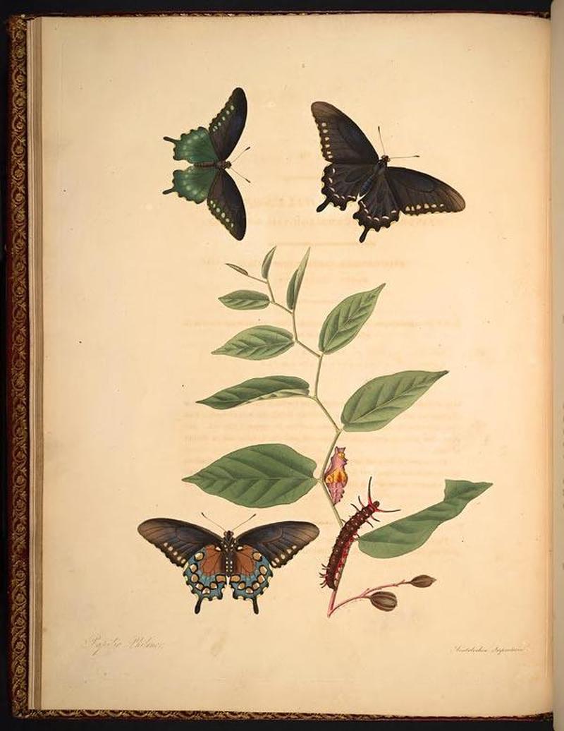 The natural history of the rarer lepidopterous insects of Georgia (Tab. III) BHL268945