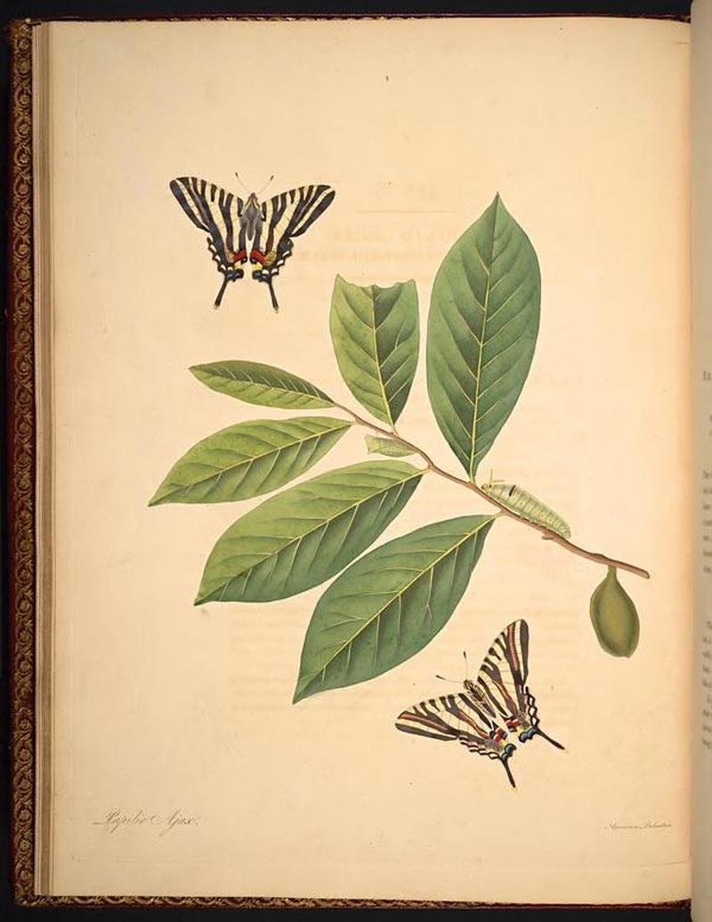 The natural history of the rarer lepidopterous insects of Georgia (Tab. IV) BHL268949