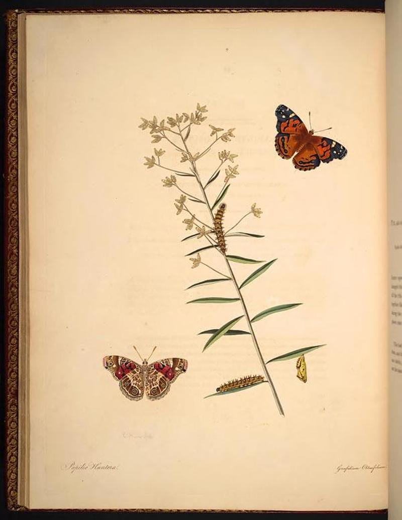 The natural history of the rarer lepidopterous insects of Georgia (Tab. IX) BHL268969