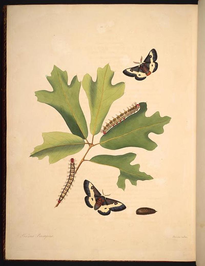 The natural history of the rarer lepidopterous insects of Georgia (Tab. L) BHL269133