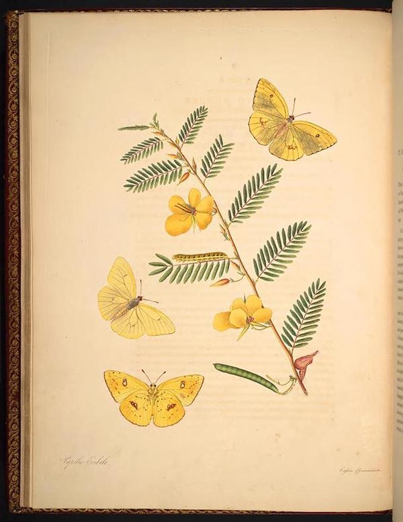 The natural history of the rarer lepidopterous insects of Georgia (Tab. V) BHL268953