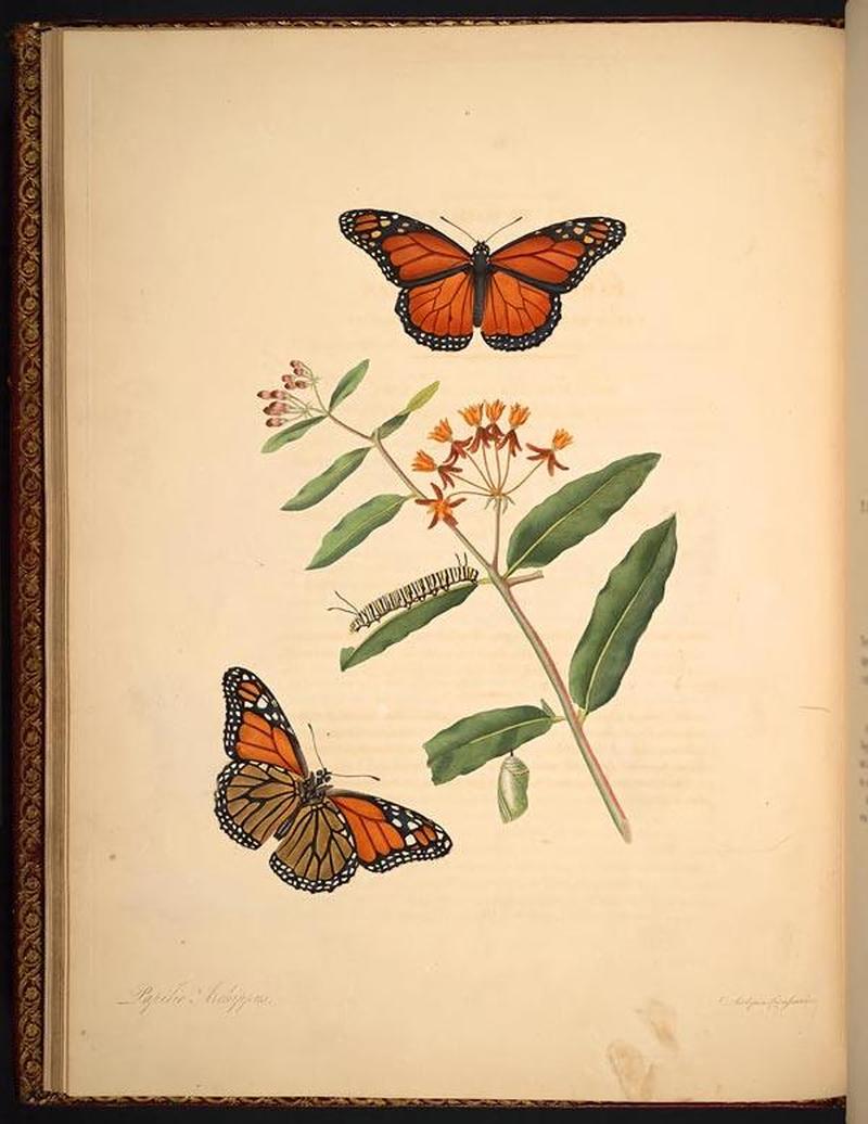 The natural history of the rarer lepidopterous insects of Georgia (Tab. VI) BHL268957