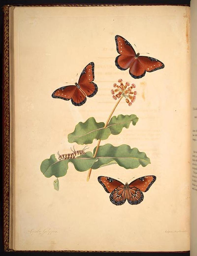 The natural history of the rarer lepidopterous insects of Georgia (Tab. VII) BHL268961