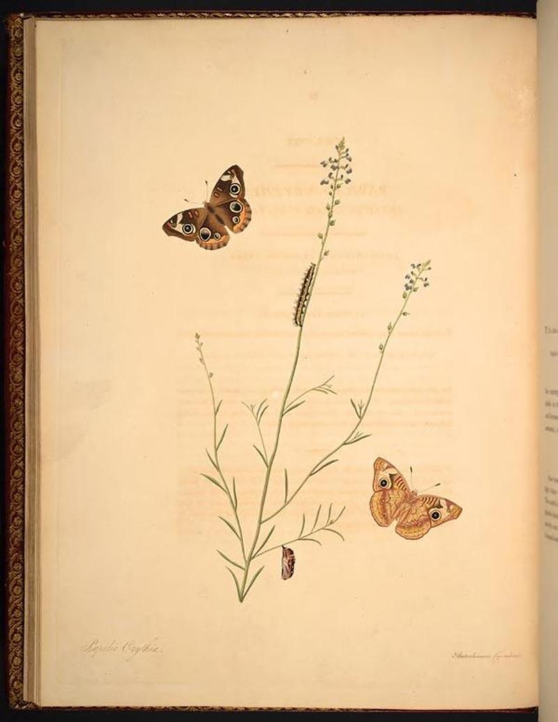 The natural history of the rarer lepidopterous insects of Georgia (Tab. VIII) BHL268965