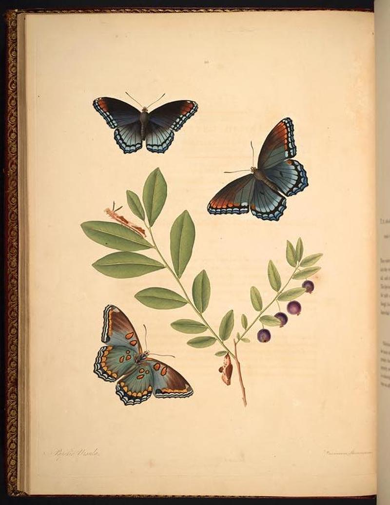 The natural history of the rarer lepidopterous insects of Georgia (Tab. X) BHL268973