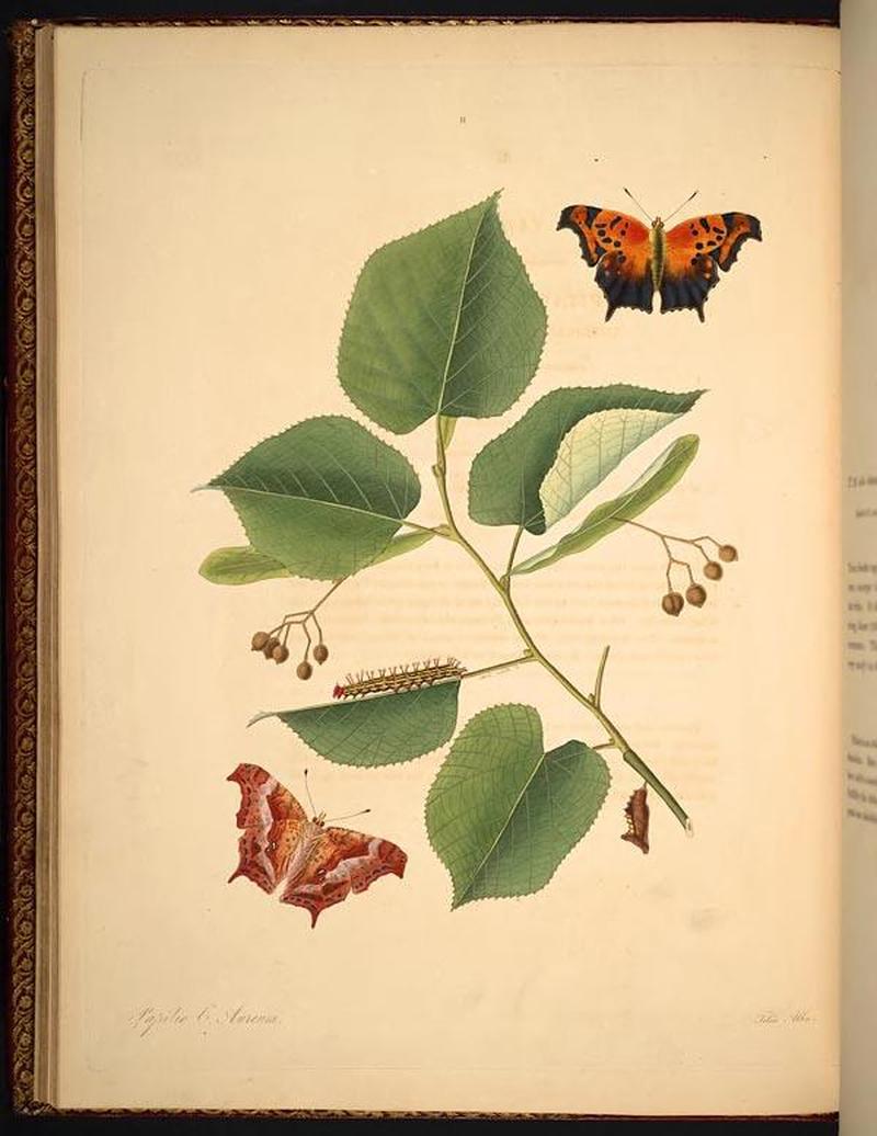 The natural history of the rarer lepidopterous insects of Georgia (Tab. XI) BHL268977
