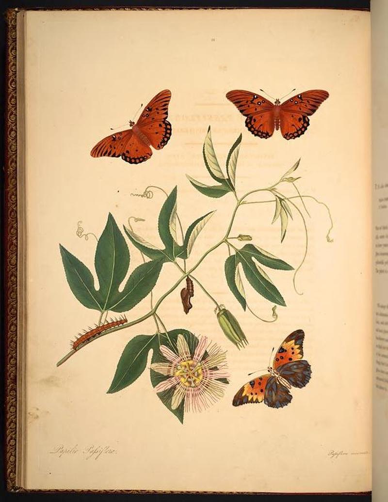 The natural history of the rarer lepidopterous insects of Georgia (Tab. XII) BHL268981