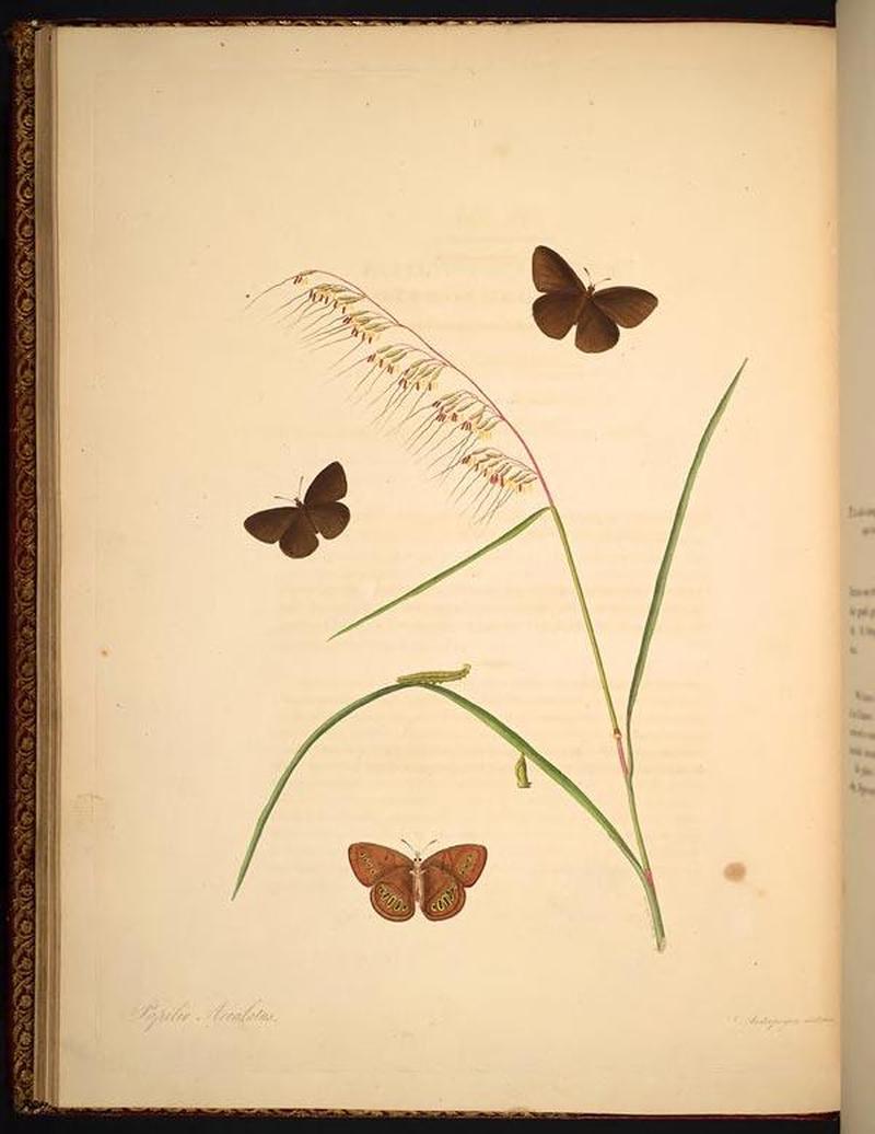 The natural history of the rarer lepidopterous insects of Georgia (Tab. XIII) BHL268985