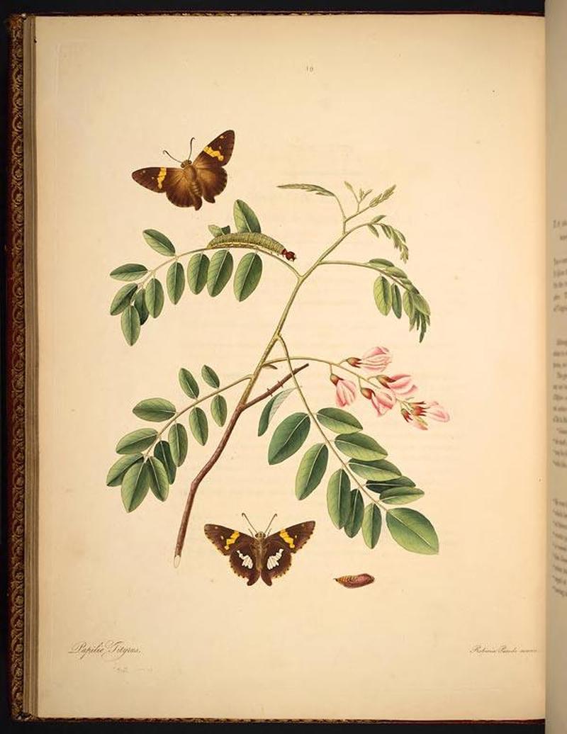 The natural history of the rarer lepidopterous insects of Georgia (Tab. XIX) BHL269009
