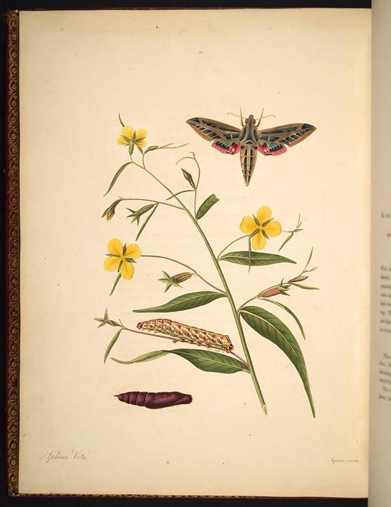 The natural history of the rarer lepidopterous insects of Georgia (Tab. XL) BHL269093