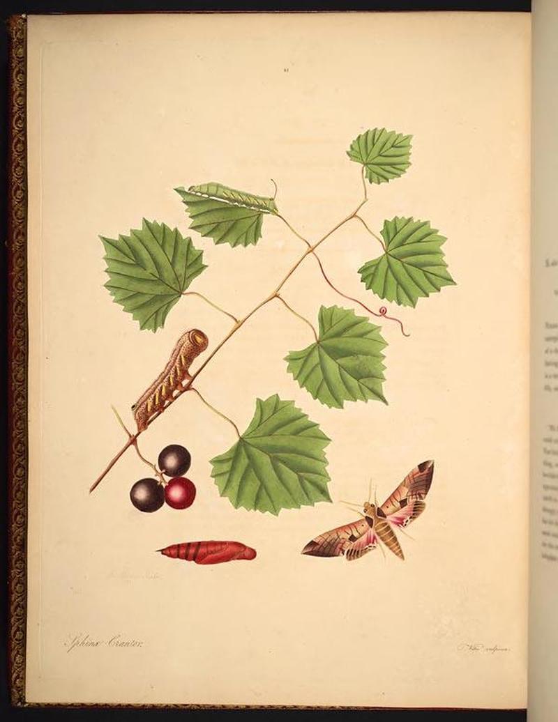 The natural history of the rarer lepidopterous insects of Georgia (Tab. XLI) BHL269097
