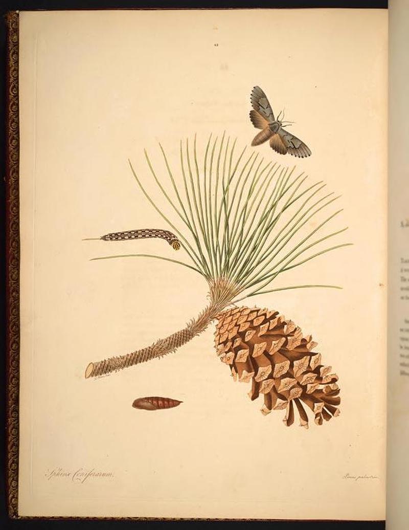The natural history of the rarer lepidopterous insects of Georgia (Tab. XLII) BHL269101
