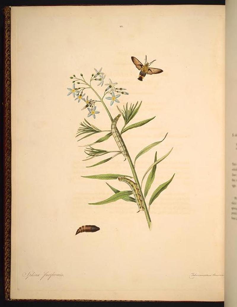 The natural history of the rarer lepidopterous insects of Georgia (Tab. XLIII) BHL269105