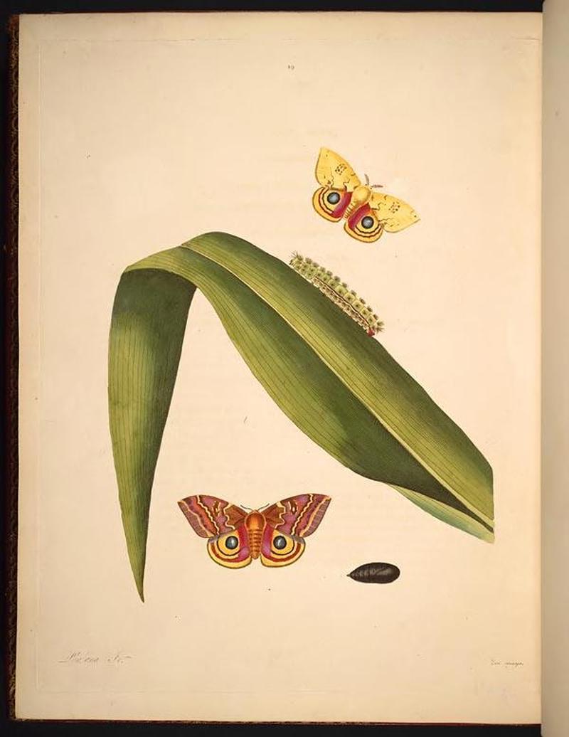 The natural history of the rarer lepidopterous insects of Georgia (Tab. XLIX) BHL269129