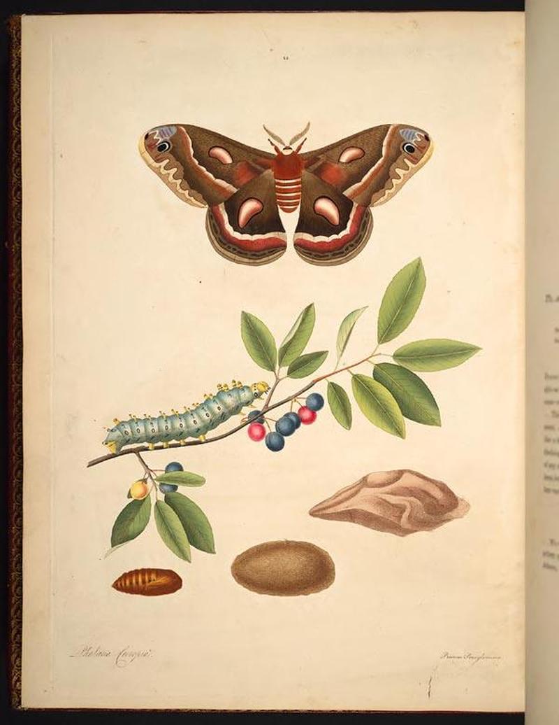 The natural history of the rarer lepidopterous insects of Georgia (Tab. XLV) BHL269113