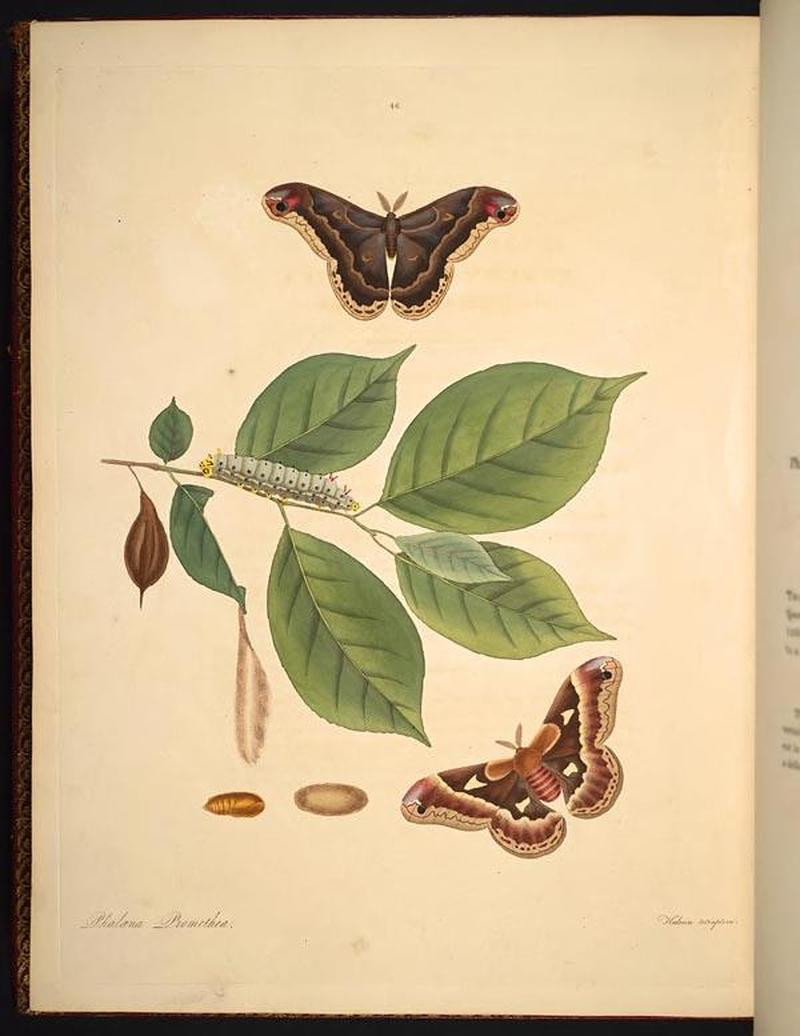 The natural history of the rarer lepidopterous insects of Georgia (Tab. XLVI) BHL269117
