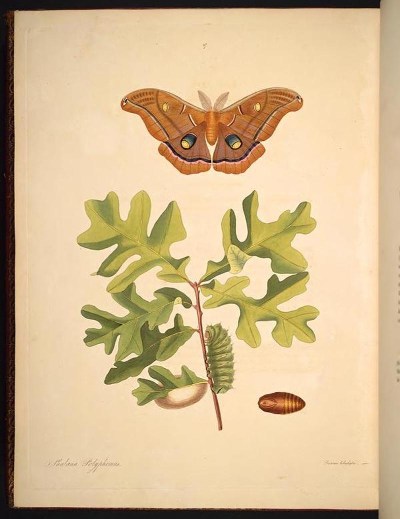 The natural history of the rarer lepidopterous insects of Georgia (Tab. XLVII) BHL269121