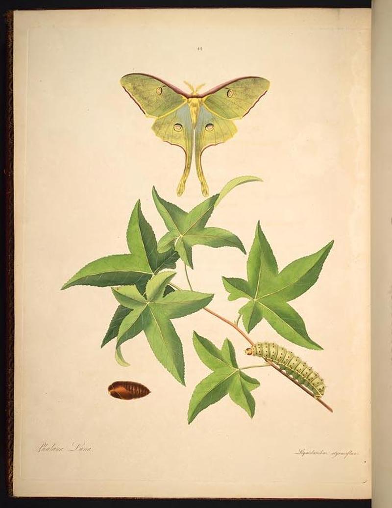 The natural history of the rarer lepidopterous insects of Georgia (Tab. XLVIII) BHL269125