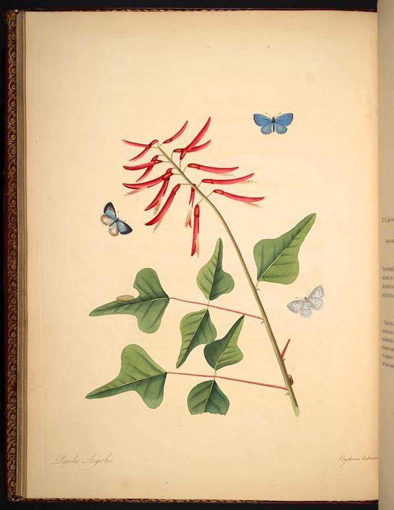 The natural history of the rarer lepidopterous insects of Georgia (Tab. XV) BHL268993