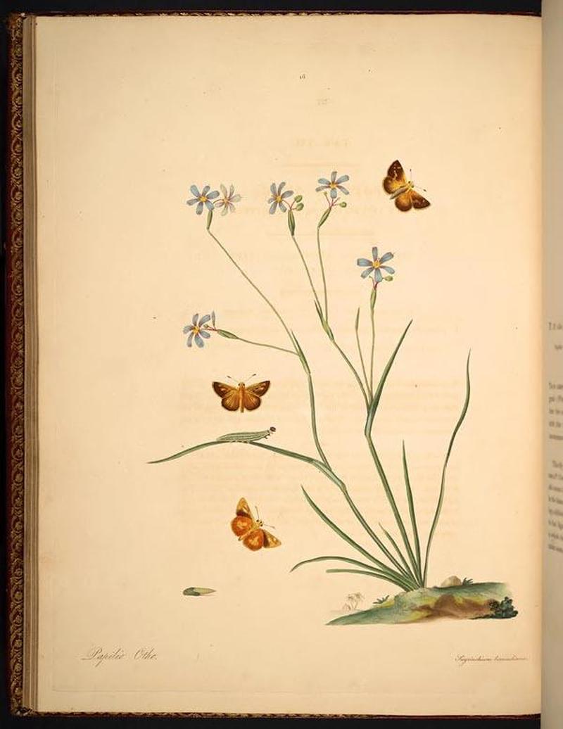The natural history of the rarer lepidopterous insects of Georgia (Tab. XVI) BHL268997
