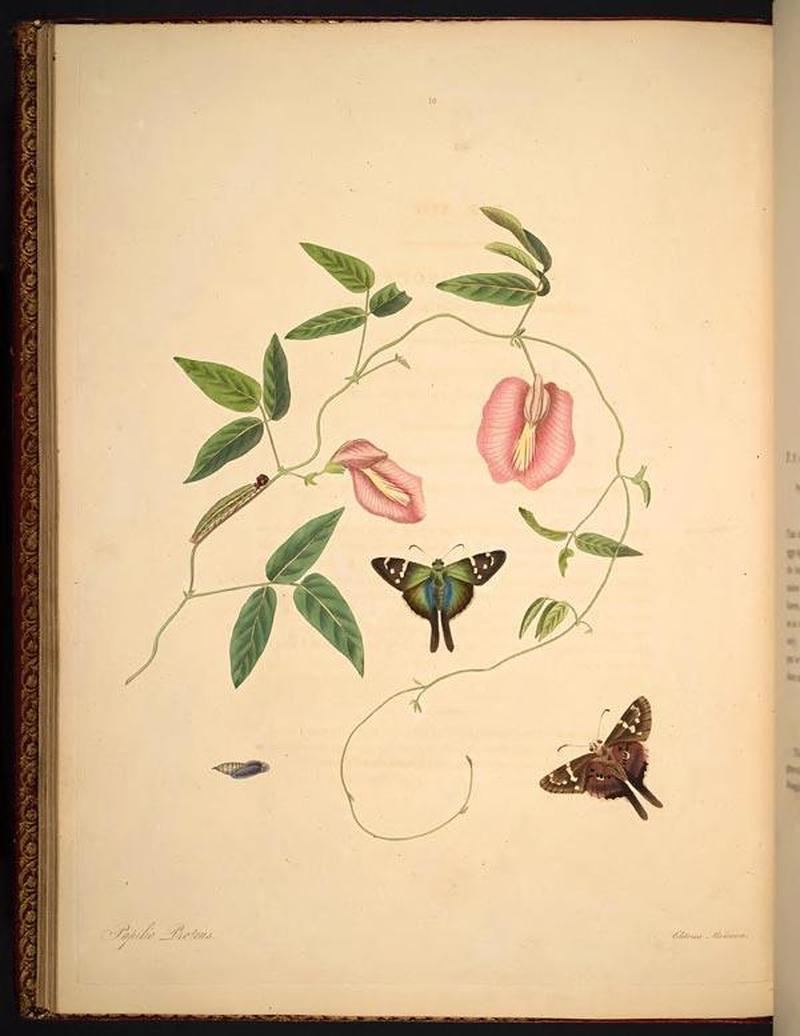 The natural history of the rarer lepidopterous insects of Georgia (Tab. XVIII) BHL269005