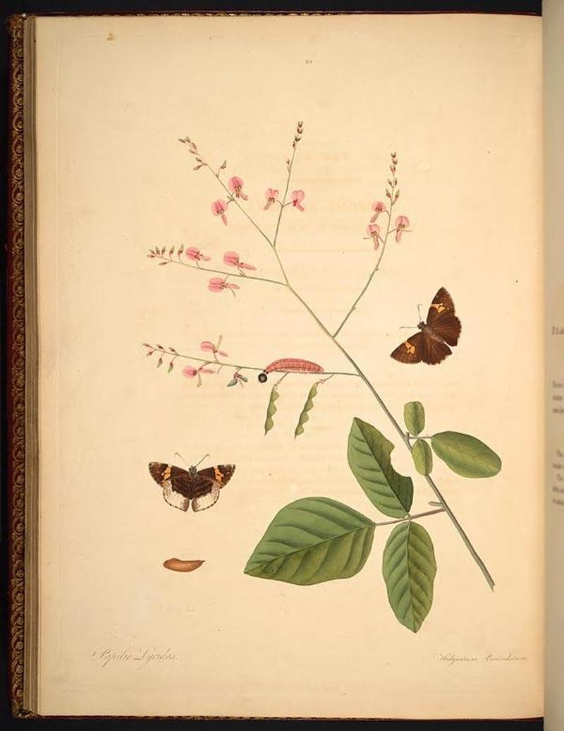 The natural history of the rarer lepidopterous insects of Georgia (Tab. XX) BHL269013