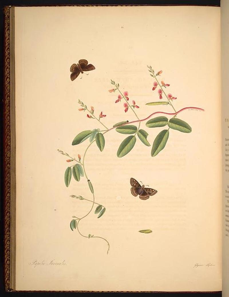 The natural history of the rarer lepidopterous insects of Georgia (Tab. XXI) BHL269017