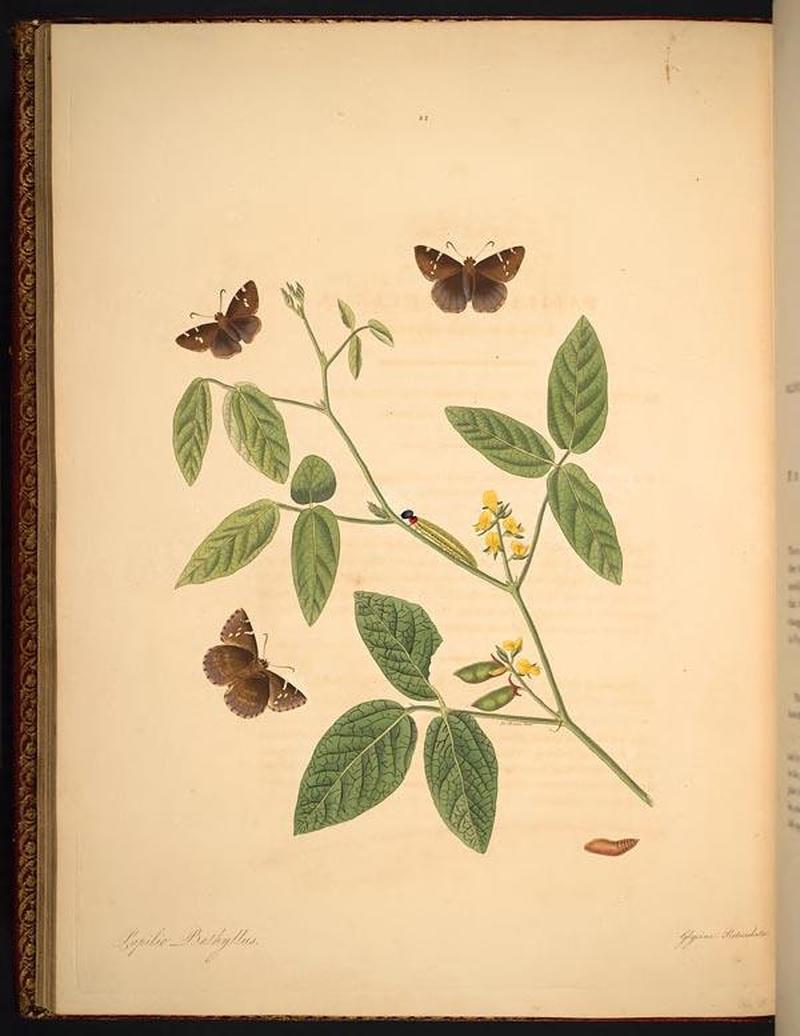 The natural history of the rarer lepidopterous insects of Georgia (Tab. XXII) BHL269021