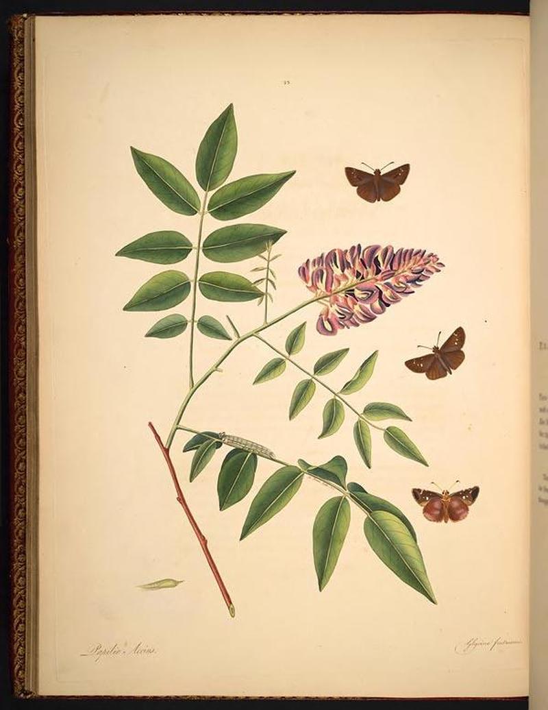 The natural history of the rarer lepidopterous insects of Georgia (Tab. XXIII) BHL269025