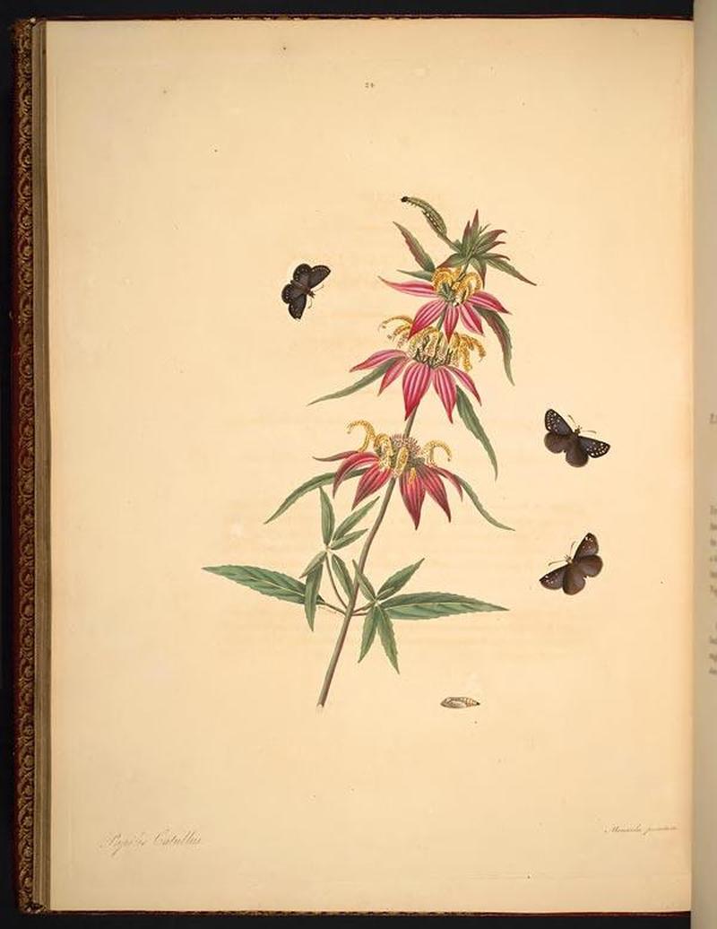 The natural history of the rarer lepidopterous insects of Georgia (Tab. XXIV) BHL269029